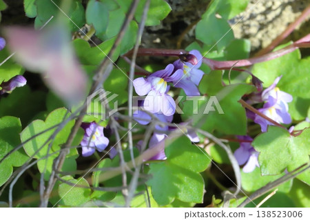 The small, pale purple flowers of the ivy-leaved toadflax bloom in the early spring garden. The small, pale purple flowers of the ivy-leaved toadflax bloom in the early spring garden. 138523006