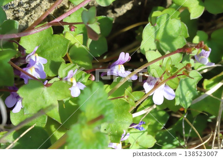 The small, pale purple flowers of the ivy-leaved toadflax bloom in the early spring garden. The small, pale purple flowers of the ivy-leaved toadflax bloom in the early spring garden. 138523007