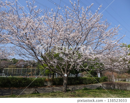 Cherry blossoms at Genkaida Park in Midori Ward, Yokohama City Cherry blossoms at Genkaida Park in Midori Ward, Yokohama City 138523033