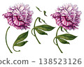Peony elements set including flower, leaves, and botanical parts. Elegant watercolor components isolated on white background, perfect for custom compositions, patterns, branding, floral design work 138523126