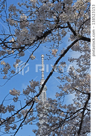 Cherry blossoms Cherry blossoms 138523153