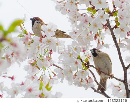 A spring scene of cherry blossoms and sparrows. A spring scene of cherry blossoms and sparrows. 138523156