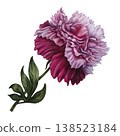 Peony flower with soft blush, deep pink tones. Elegant hand-painted watercolor botanical illustration with refined details for wedding design, luxury branding, stationery, romantic floral compositions 138523184