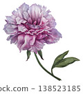 Watercolor peony flower with soft blush, deep pink tones. Elegant hand-painted botanical illustration with refined details for wedding design, luxury branding, stationery, romantic floral compositions 138523185