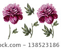 Peony elements set including flower, leaves, and botanical parts. Elegant watercolor components isolated on white background, perfect for custom compositions, patterns, branding, floral design work 138523186