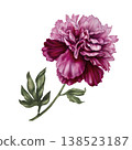 Peony flower with soft blush, deep pink tones. Elegant hand-painted watercolor botanical illustration with refined details for wedding design, luxury branding, stationery, romantic floral compositions 138523187