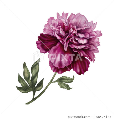 Peony flower with soft blush, deep pink tones. Elegant hand-painted watercolor botanical illustration with refined details for wedding design, luxury branding, stationery, romantic floral compositions Peony flower with soft blush, deep pink tones. Elegant hand-painted watercolor botanical illustration with refined details for wedding design, luxury branding, stationery, romantic floral compositions 138523187