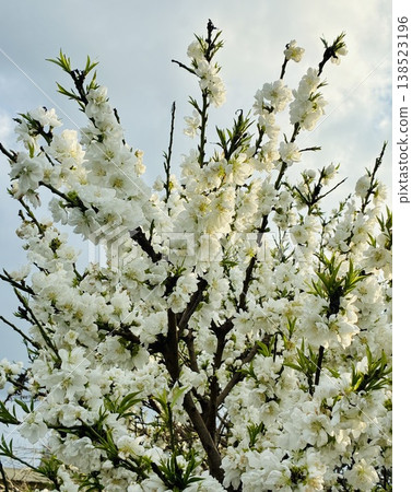 White crape myb flower White crape myb flower 138523196