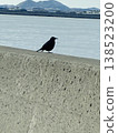 A lone bird gazing at the sea 138523200