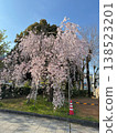 Cherry blossoms in full bloom 138523201