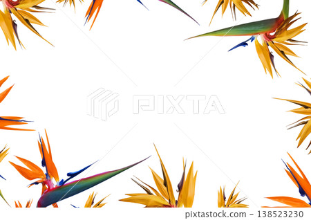 Frame of sterletia flowers on a white background. Place for an inscription 138523230