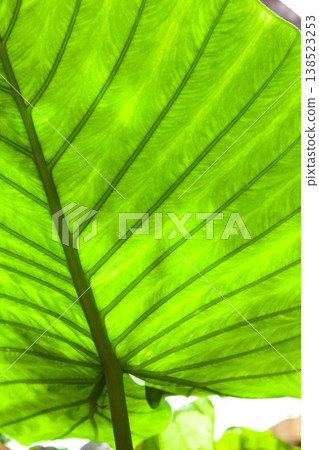 Alocasia leaves Alocasia leaves 138523253