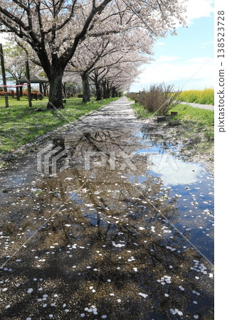 Cherry trees reflected in a puddle 138523728