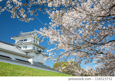 Cherry blossoms in full bloom and the castle Cherry blossoms in full bloom and the castle 138523732