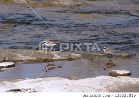 Two little ringed plovers walking along the riverbank 138523819