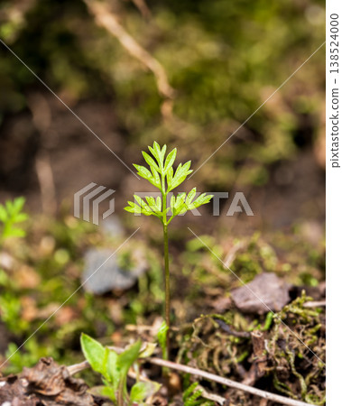 早春時節,堤岸上冒出了野生紅蘿蔔(Paeonia lactiflora)的新芽。 早春時節,堤岸上冒出了野生紅蘿蔔(Paeonia lactiflora)的新芽。 138524000