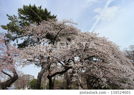 宮城縣仙台市宮城野區袴地丘公園 - 櫻花 宮城縣仙台市宮城野區袴地丘公園 - 櫻花 138524001