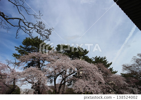 Tsutsujigaoka Park, Miyagino Ward, Sendai City, Miyagi Prefecture - Cherry Blossoms Tsutsujigaoka Park, Miyagino Ward, Sendai City, Miyagi Prefecture - Cherry Blossoms 138524002