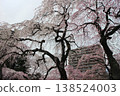 Tsutsujigaoka Park, Miyagino Ward, Sendai City, Miyagi Prefecture - Cherry Blossoms Tsutsujigaoka Park, Miyagino Ward, Sendai City, Miyagi Prefecture - Cherry Blossoms 138524003