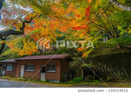 愛知縣新城市鳴澤瀑布週邊的紅葉景觀 138524018