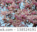 Magnolia branches with pink blossoms and fresh leaves. Seasonal flowering, botanical growth, urban gardening, decorative planting and spring vegetation cycle 138524191