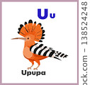 Upupa letter U english alphabet card children 138524248