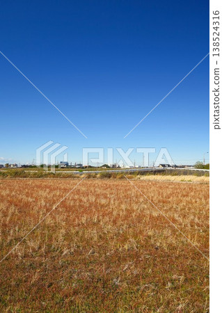 A winter rice paddy landscape in the suburbs, with withered grass remaining on tree stumps. A winter rice paddy landscape in the suburbs, with withered grass remaining on tree stumps. 138524316