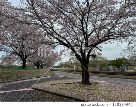 Road with cherry blossoms in full bloom Road with cherry blossoms in full bloom 138524443