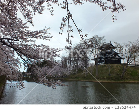高田城公園的櫻花 138524474