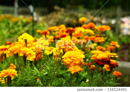 Marigold  138524491