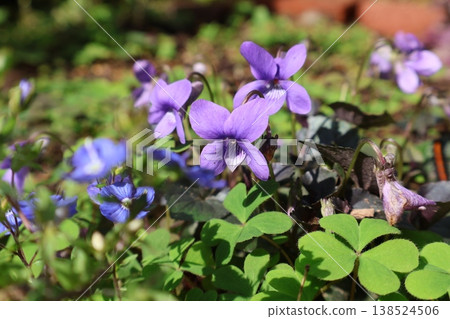 春日花壇中盛開的紫色紫羅蘭 138524506