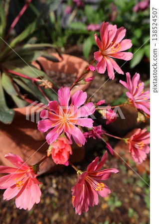 Orange Lewisia flower Orange Lewisia flower 138524507