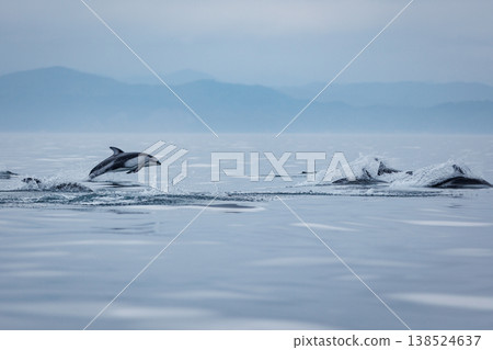 A quintessential early summer sight: Pacific white-sided dolphins jumping in Mutsu Bay (Aomori Prefecture) A quintessential early summer sight: Pacific white-sided dolphins jumping in Mutsu Bay (Aomori Prefecture) 138524637