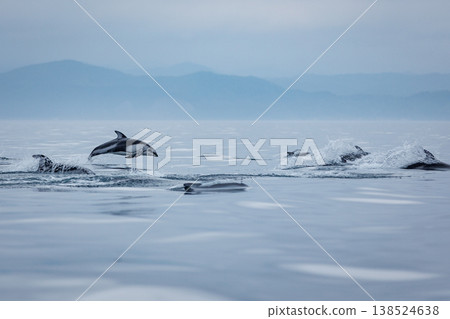 A quintessential early summer sight: Pacific white-sided dolphins jumping in Mutsu Bay (Aomori Prefecture) 138524638
