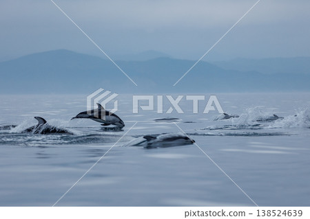 A quintessential early summer sight: Pacific white-sided dolphins jumping in Mutsu Bay (Aomori Prefecture) A quintessential early summer sight: Pacific white-sided dolphins jumping in Mutsu Bay (Aomori Prefecture) 138524639