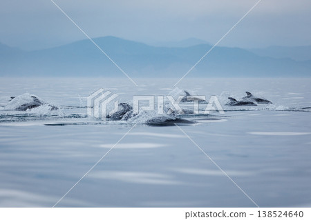 初夏的典型景象:太平洋白側海豚在陸奧灣(青森縣)躍出水面 初夏的典型景象:太平洋白側海豚在陸奧灣(青森縣)躍出水面 138524640