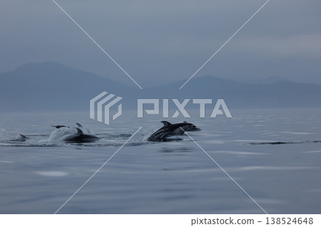 A quintessential early summer sight: Pacific white-sided dolphins jumping in Mutsu Bay (Aomori Prefecture) A quintessential early summer sight: Pacific white-sided dolphins jumping in Mutsu Bay (Aomori Prefecture) 138524648