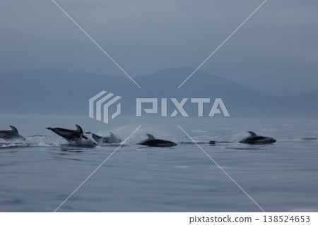 初夏的典型景象：太平洋白側海豚在陸奧灣（青森縣）躍出水面 138524653