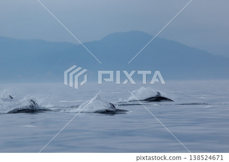 初夏時節的典型景象：成群的太平洋白側海豚在陸奧灣（青森縣）躍出水面。 138524671