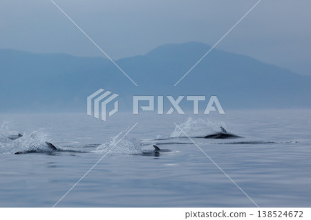 初夏時節的典型景象：成群的太平洋白側海豚在陸奧灣（青森縣）躍出水面。 138524672