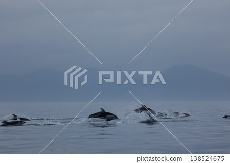 初夏時節的典型景象：成群的太平洋白側海豚在陸奧灣（青森縣）躍出水面。 138524675