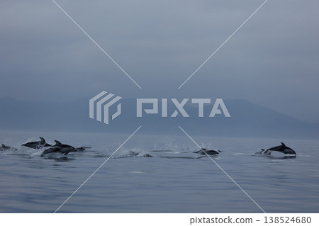初夏時節的典型景象：成群的太平洋白側海豚在陸奧灣（青森縣）躍出水面。 138524680