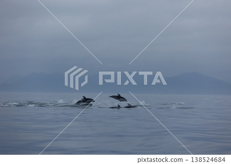 初夏時節的典型景象：成群的太平洋白側海豚在陸奧灣（青森縣）躍出水面。 138524684