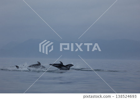 初夏時節的典型景象：成群的太平洋白側海豚在陸奧灣（青森縣）躍出水面。 138524693