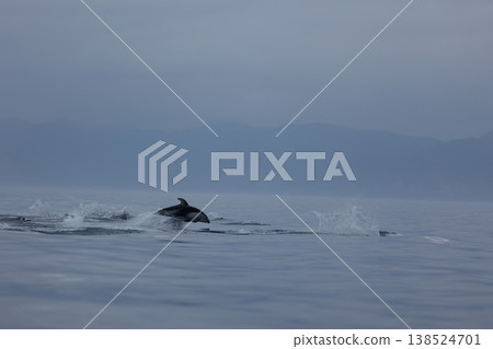 一群太平洋白側海豚在陸奧灣（青森縣）躍出水面 138524701