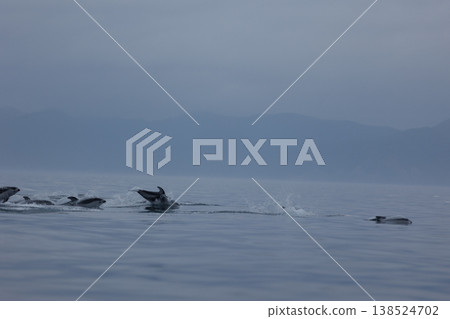 Jumps of a school of Pacific white-sided dolphins in Mutsu Bay (Aomori Prefecture) Jumps of a school of Pacific white-sided dolphins in Mutsu Bay (Aomori Prefecture) 138524702