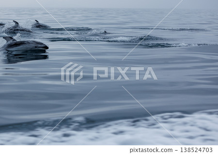 Jumps of a school of Pacific white-sided dolphins in Mutsu Bay (Aomori Prefecture) Jumps of a school of Pacific white-sided dolphins in Mutsu Bay (Aomori Prefecture) 138524703