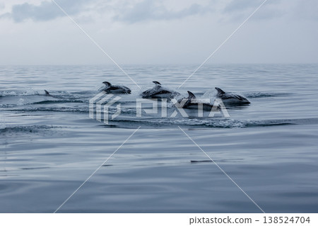 Jumps of a school of Pacific white-sided dolphins in Mutsu Bay (Aomori Prefecture) Jumps of a school of Pacific white-sided dolphins in Mutsu Bay (Aomori Prefecture) 138524704