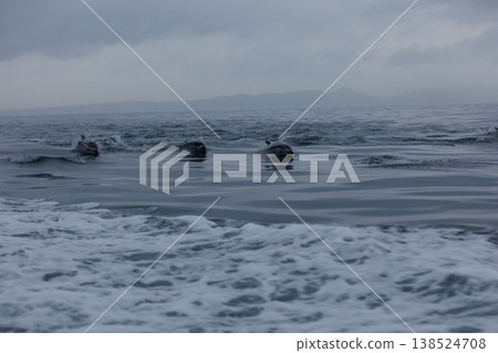 Jumps of a school of Pacific white-sided dolphins in Mutsu Bay (Aomori Prefecture) 138524708