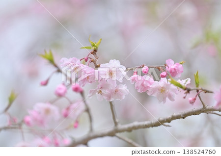 Cherry blossoms starting to bloom Cherry blossoms starting to bloom 138524760